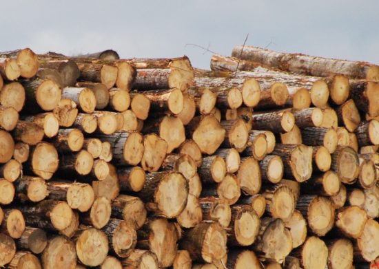 Russia and Belarus ‘conflict timber’ cannot be used: PEFC International ...